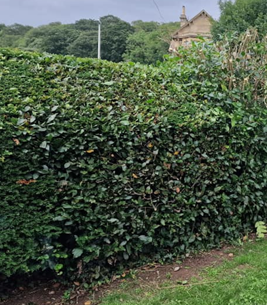 Hedge Trimming Services – Tree and Garden Service