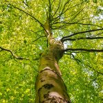 Tree Crown Thinning